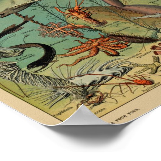  illustratie van het mariene leven poster (Hoek)