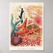 illustratie van het mariene leven poster (Voorkant)