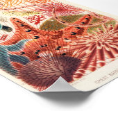 illustratie van het mariene leven poster (Hoek)