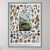  illustratie van het mariene leven poster (Voorkant)