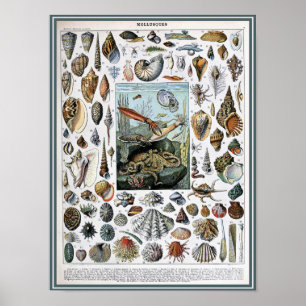 illustratie van het mariene leven poster