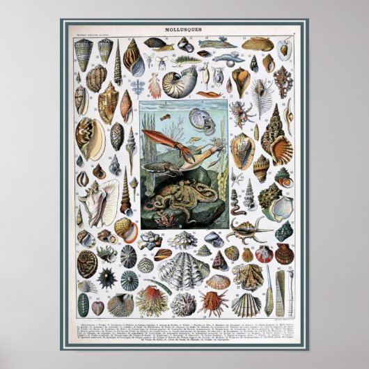  illustratie van het mariene leven poster (Voorkant)