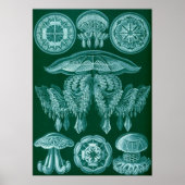  illustratie van het mariene leven poster (Voorkant)