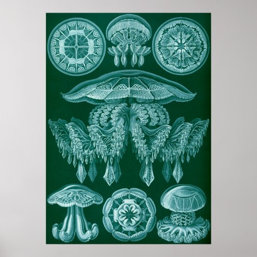  illustratie van het mariene leven poster (Voorkant)