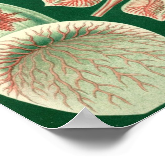 illustratie van het mariene leven poster (Hoek)