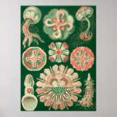 illustratie van het mariene leven poster (Voorkant)