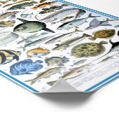 illustratie van het mariene leven poster (Hoek)