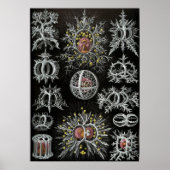 illustratie van het mariene leven poster (Voorkant)