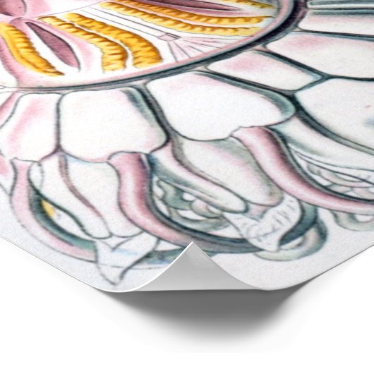  illustratie van het mariene leven poster (Hoek)