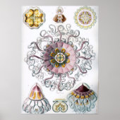  illustratie van het mariene leven poster (Voorkant)