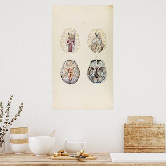  illustratie van het menselijk brein poster (Keuken)