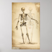  illustratie van het menselijk skelet poster (Voorkant)