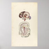  illustratie van het spijsverteringsstelsel poster (Voorkant)