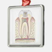 Illustratie van het Tooth Decay Metalen Ornament (Links)