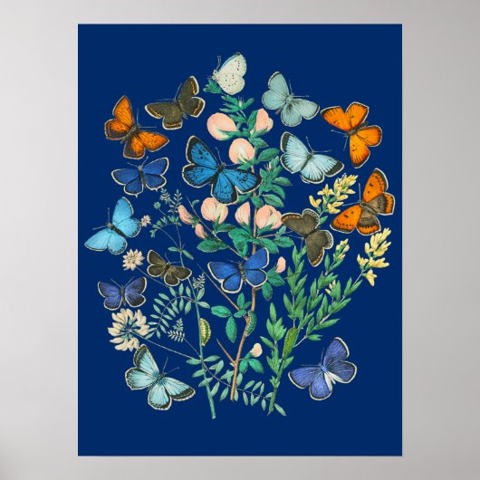 illustratie van het wild - vlindertuin poster (Voorkant)