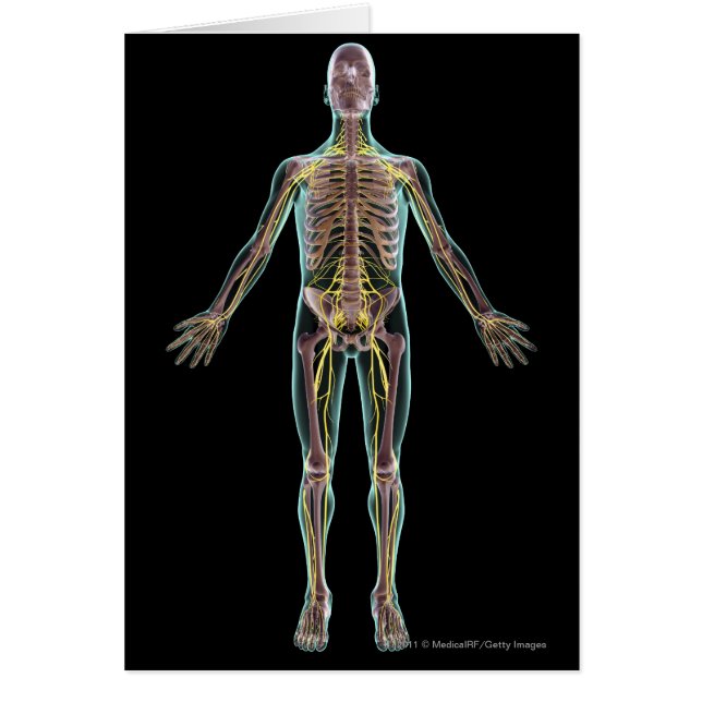 Illustratie van het zenuwstelsel (Voorkant)