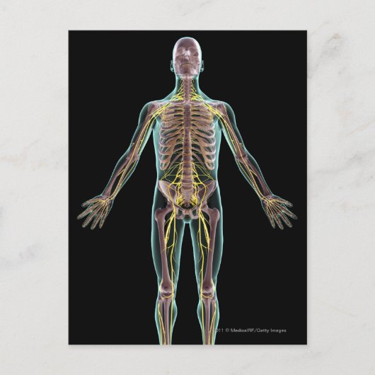 Illustratie van het zenuwstelsel briefkaart (Voorkant)