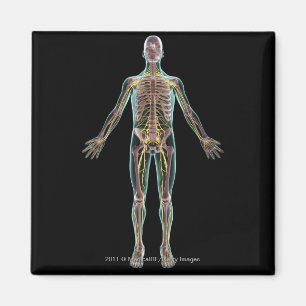 Illustratie van het zenuwstelsel magneet
