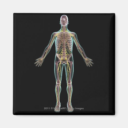 Illustratie van het zenuwstelsel magneet (Voorkant)
