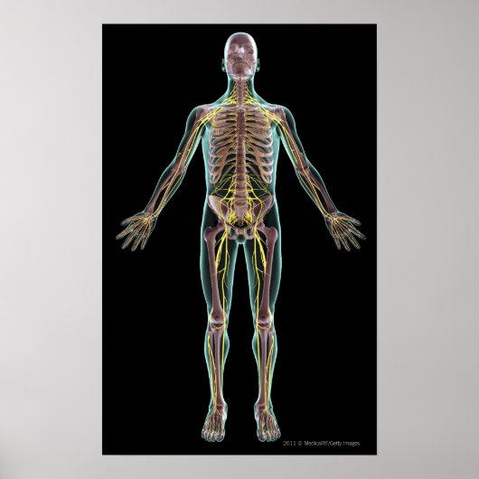 Illustratie van het zenuwstelsel poster (Voorkant)