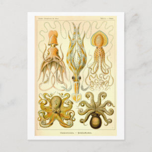 Illustratie van inktvis en octopus in vintage stij briefkaart