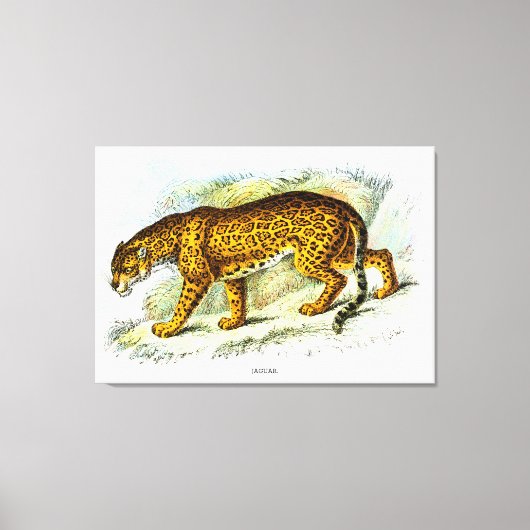  illustratie van jaguar Animal Canvas Afdruk (Voorkant)