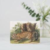Illustratie van Jaguar (Felis onca) Briefkaart (Staand voorkant)