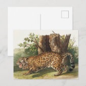 Illustratie van Jaguar (Felis onca) Briefkaart (Voorkant / Achterkant)
