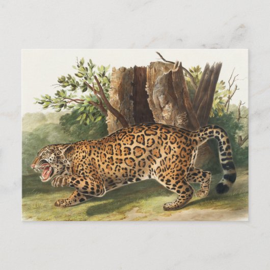 Illustratie van Jaguar (Felis onca) Briefkaart (Voorkant)