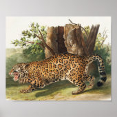 Illustratie van Jaguar (Felis onca) Poster (Voorkant)