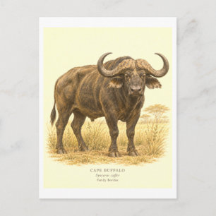 Illustratie van Kaapse buffel in vintage-stijl Briefkaart