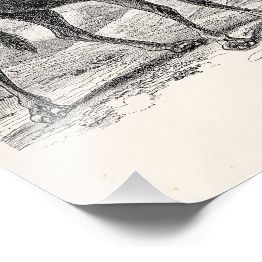  illustratie van kameel - Antiek rekenkampen in Re Foto Afdruk (Hoek)