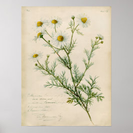Illustratie van kamille in vintage botanische kuns poster