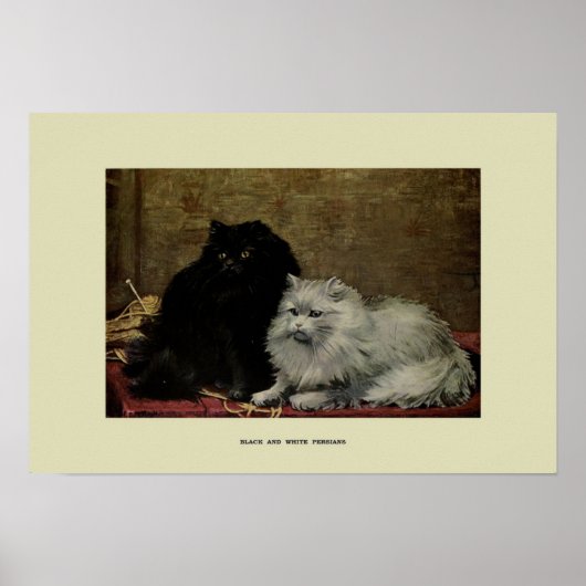  illustratie van katten poster (Voorkant)