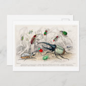  illustratie van kevers Briefkaart (Voorkant / Achterkant)