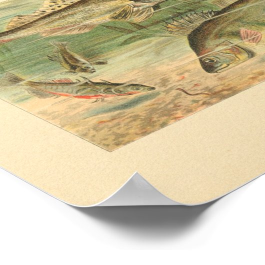 Illustratie van kleur van passievruchten afdrukken poster (Hoek)