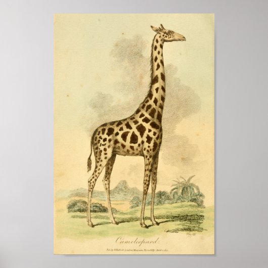 illustratie van kleurenillustratie van Giraffe Poster (Voorkant)