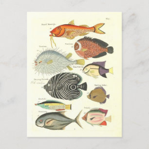 Illustratie van Kleurrijke Vis Briefkaart