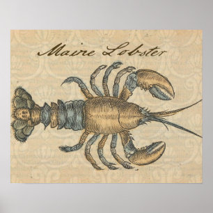 Illustratie van kreeft Antiek Maine Zeevruchten Poster