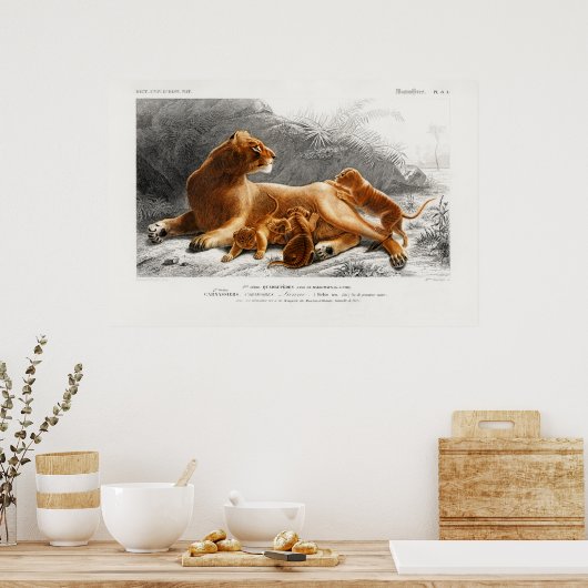  illustratie van leeuw poster (Keuken)