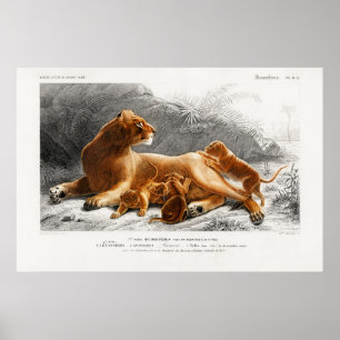  illustratie van leeuw poster