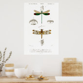 illustratie van libellen bij dieren poster (Keuken)