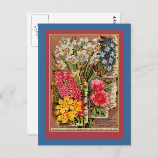 Illustratie van Mayflower Seed Packet  Briefkaart (Voorkant / Achterkant)