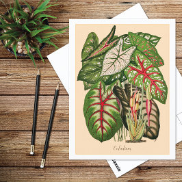 Illustratie van meerkleurig Caladium-Plant Briefkaart