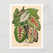 Illustratie van meerkleurig Caladium-Plant Briefkaart (Voorkant)