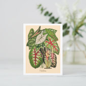 Illustratie van meerkleurig Caladium-Plant Briefkaart (Staand voorkant)
