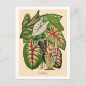 Illustratie van meerkleurig Caladium-Plant Briefkaart (Voorkant)