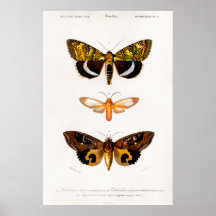  illustratie van motten