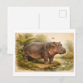 Illustratie van nijlpaard in vintage stijl briefkaart (Voorkant / Achterkant)