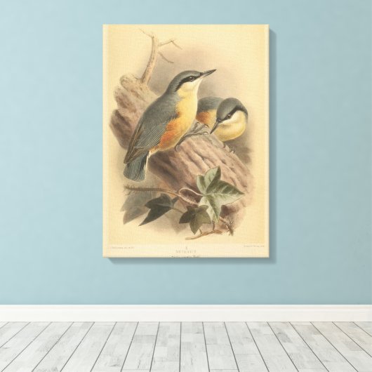 illustratie van Nuthatch Canvas Afdruk (Insitu (Houten vloer))